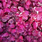 Iresine herbstii 'Red Heart' Iresine herbstii 'Red Heart'