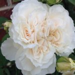 Rosa 'Sombreuil' Rosa 'Sombreuil'