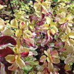 Iresine herbstii 'Variegated Heart' sin. 'Aureoreticulata' Iresine herbstii 'Variegated Heart'
