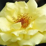 Rosa 'Goldstern' (sin. 'Stella Dorata') Rosa 'Goldstern' (sin. 'Stella Dorata')