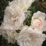 Rosa 'White Meidiland' Rosa 'White Meidiland'