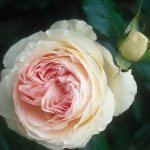 Rosa 'Pierre de Ronsard' (sin. 'Meiviolin') Rosa 'Pierre de Ronsard' (sin. 'Meiviolin')