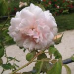Rosa 'Madame Alfred Carrière' Rosa 'Madame Alfred Carrière'