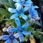 Oxypetalum caeruleum Oxypetalum caeruleum