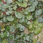 Begonia hydrocotyfolia Begonia hydrocotyfolia