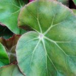 Begonia erythrophylla Begonia erythrophylla