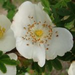 Rosa sericea pteracantha Rosa sericea pteracantha