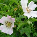 Rosa canina 'Alba' Rosa canina 'Alba'