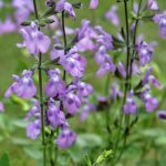 Salvia greggii 'Violin Music' Salvia greggii 'Violin Music'