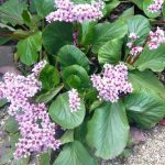 Bergenia cordifolia Bergenia cordifolia