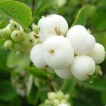 Symphoricarpos albus Symphoricarpos albus
