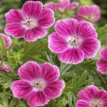 Geranium x sanguineum 'Elke' Geranium x sanguineum 'Elke'
