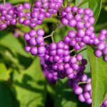 Callicarpa dichotoma 'Issai' Callicarpa dichotoma 'Issai'