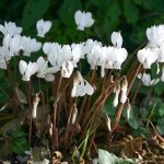 Cyclamen hederifolium 'Album' Cyclamen hederifolium 'Album'