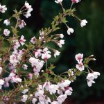 Prunus incisa ‘Kojo-no-mai’ Prunus incisa ‘Kojo-no-mai’