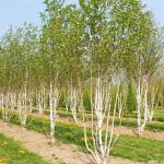 Betula utilis var. jacquemontii 'Doorenbos' Betula utilis var. jacquemontii 'Doorenbos'