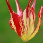 Tulipa acuminata Tulipa acuminata