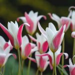 Tulipa clusiana 'Lady Jane' Tulipa clusiana 'Lady Jane'