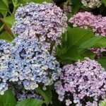 Hydrangea macrophylla 'Ayesha' Hydrangea macrophylla 'Ayesha'
