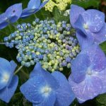 Hydrangea macrophylla 'Blaumeise' Hydrangea macrophylla 'Blaumeise'
