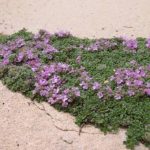 Thymus praecox ‘Elfin’ Thymus praecox ‘Elfin’