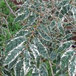 Zelkova serrata 'Variegata' Zelkova serrata 'Variegata'