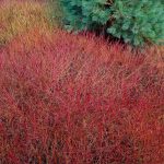 Cornus stolonifera 'Kelseyi' sin. C. sericea Cornus stolonifera 'Kelseyi' sin. C. sericea