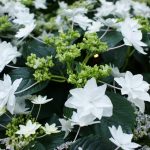 Hydrangea macrophylla 'Hanabi' Hydrangea macrophylla 'Hanabi'
