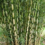 Fargesia robusta 'Campbell' Fargesia robusta 'Campbell'