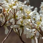 Amelanchier canadensis Amelanchier canadensis
