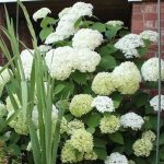 Hydrangea arborescens 'Annabelle' Hydrangea arborescens 'Annabelle'