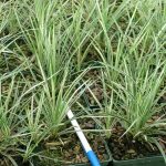 Ophiopogon japonicus 'Comet' Ophiopogon japonicus 'Comet'