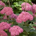 Hydrangea arborescens 'Invincibelle Spirit ' Hydrangea arborescens 'Invincibelle Spirit '