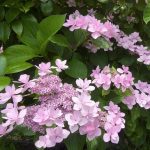 Hydrangea macrophylla ' Izu no hana' Hydrangea macrophylla ' Izu no hana'