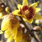 Chimonanthus praecox 'Grandiflorus' (Calicanto d'Inverno-Calycanthus) Chimonanthus praecox 'Grandiflorus' (Calicanto d'Inverno-Calycanthus)