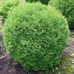 Thuja occidentalis 'Tiny Tim' Thuja occidentalis 'Tiny Tim'