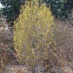Cornus mas 'Golden Glory' Cornus mas 'Golden Glory'