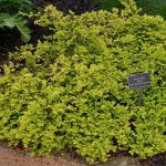Lonicera nitida 'Briloni' Lonicera nitida