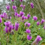 Dalea purpurea Dalea purpurea
