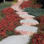 Cotoneaster dammeri 'Coral Beauty' Cotoneaster dammeri 'Coral Beauty'