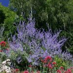 Perovskia atriplicifolia 'Blue Spire' Perovskia atriplicifolia 'Blue Spire'