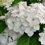 Hydrangea macrophylla 'Madame Emile Mouillère' Hydrangea macrophylla 'Madame Emile Mouillère'