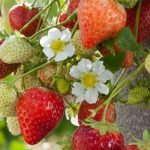 Fragaria x ananassa "Four Seasons" (4 stagioni) Fragaria x ananassa "Four Seasons" (4 stagioni)