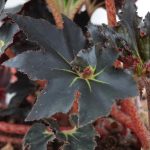 Begonia 'Black Fancy' Begonia 'Black Fancy'