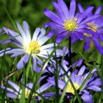 Anemone blanda 'Blue Shades' Anemone blanda "Blue Shades"