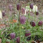 Fritillaria meleagris (mix coltivato) Fritillaria meleagris (mix coltivato)