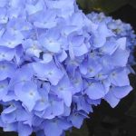 Hydrangea macrophylla 'Nikko Blue' Hydrangea macrophylla 'Nikko Blue'
