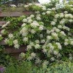 Hydrangea anomala ssp. petiolaris Hydrangea anomala ssp. petiolaris