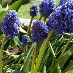 Muscari armeniacum 'Blue Spike' Muscari armeniacum "Blue Spike"