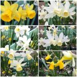Narcissus (mix di specie e ibridi nani) Narcissus (mix di specie e ibridi nani)